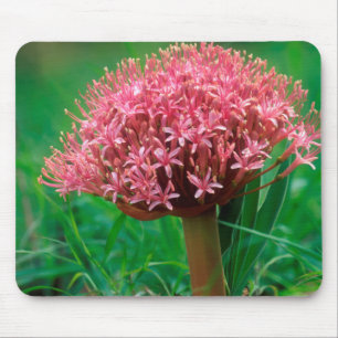 African Lily (Agapanthus Praecox), Mala Mala Mouse Mat