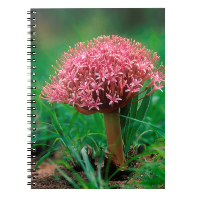 African Lily (Agapanthus Praecox), Mala Mala Notebook (Front)