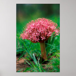 African Lily (Agapanthus Praecox), Mala Mala Poster