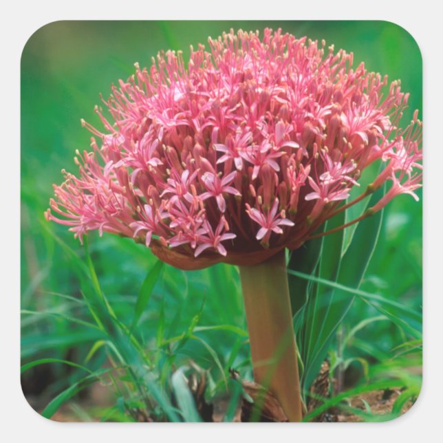 African Lily (Agapanthus Praecox), Mala Mala Square Sticker (Front)