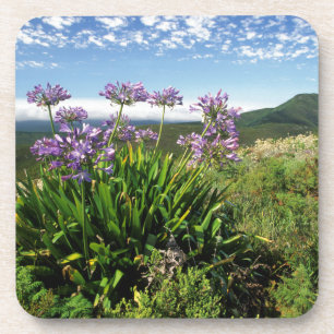 African Lily (Agapanthus praecox), Mossel Bay Coaster
