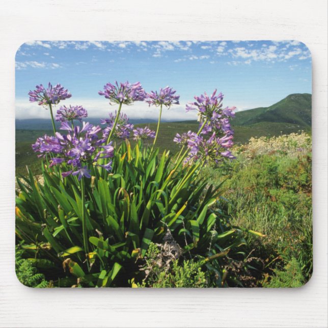African Lily (Agapanthus praecox), Mossel Bay Mouse Mat (Front)