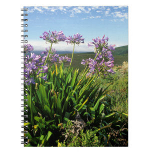 African Lily (Agapanthus praecox), Mossel Bay Notebook