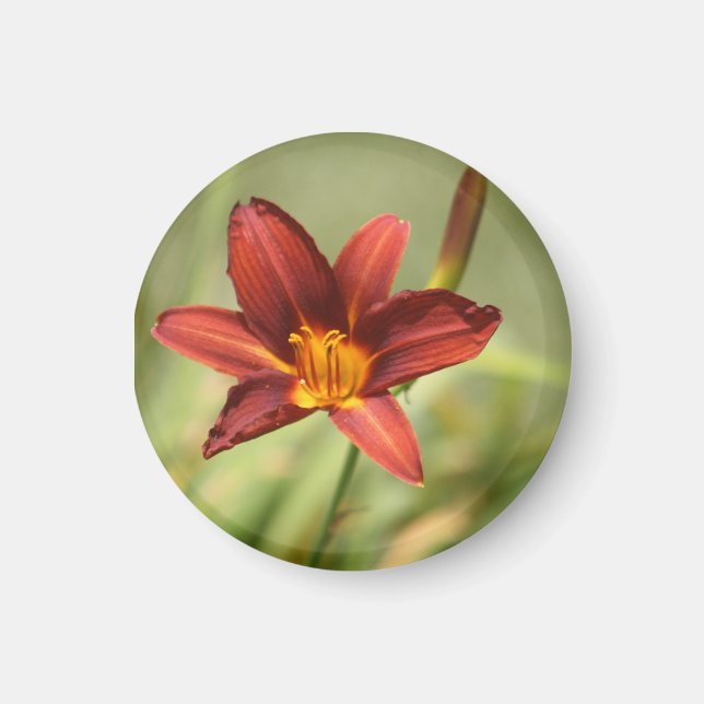 African Lily  Magnet (Front)