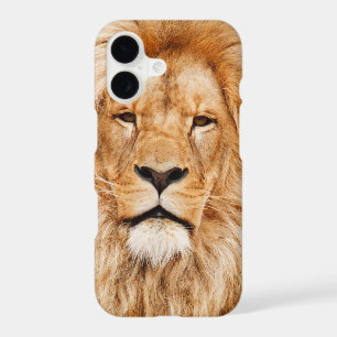 African lion
