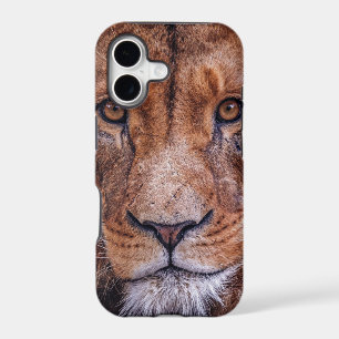 African Lion