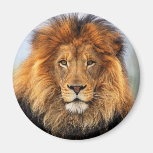 African Lion 1 Magnet
