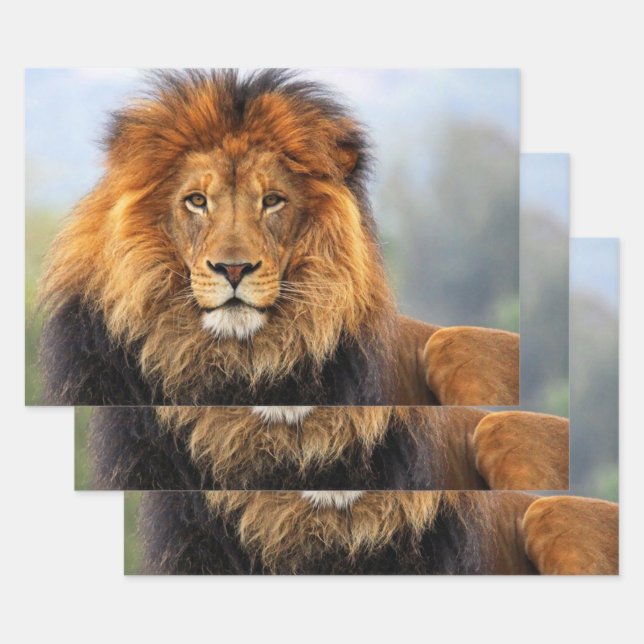 African Lion 1 Wrapping Paper Sheet (Set)