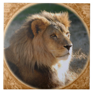 African Lion 6775e11x11fram-b Tile