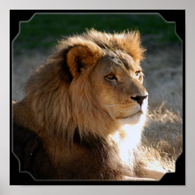 African Lion-6775e11x11fram Poster (Front)