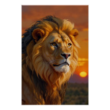 African Lion at Sunset