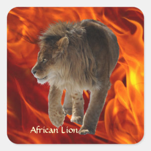 AFRICAN LION Big 5 Big Cat Wildlife Photo Stickers