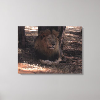 AFRICAN LION Big Five Cat Wildlife Photo Print