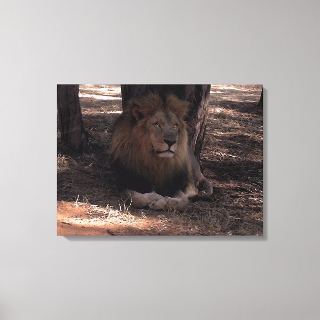 AFRICAN LION Big Five Cat Wildlife Photo Print (Front)