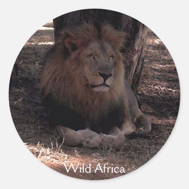 AFRICAN LION Big Five Cat Wildlife Stickers (Front)