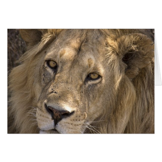 African Lion Cards (Front Horizontal)