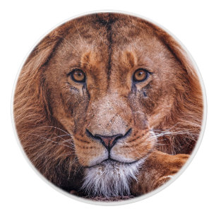 African Lion Ceramic Knob