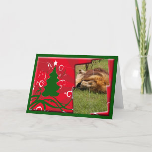 African Lion Christmas Greeting Card