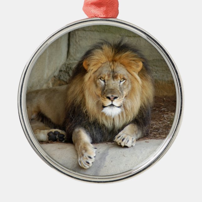 African Lion Christmas Ornament (Front)