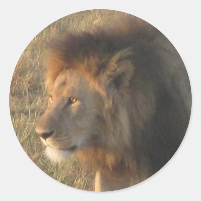 African Lion Classic Round Sticker (Front)
