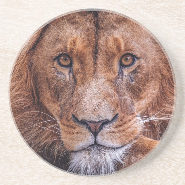African Lion Coaster (Front)