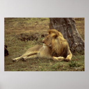 AFRICAN LION COLOR POSTERS & CANVASSES PHOTO