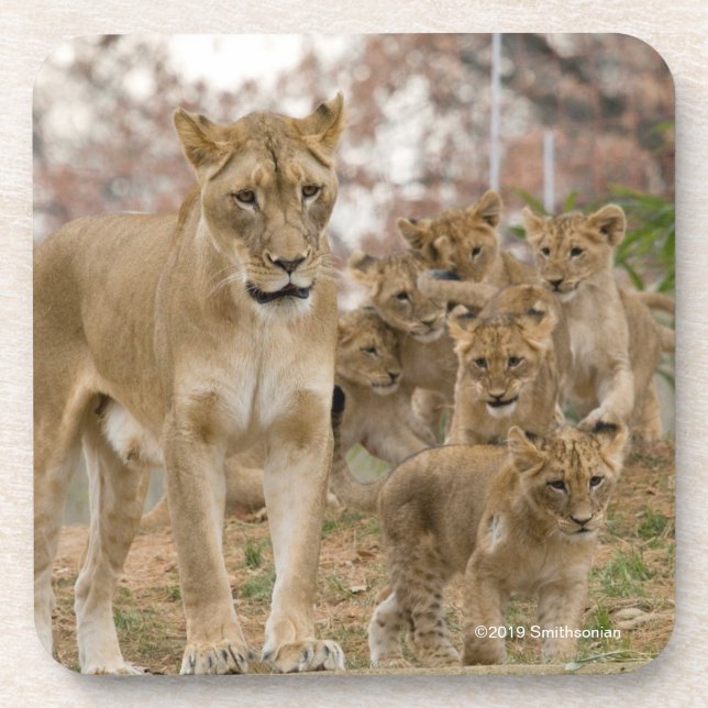 African Lion Cubs with Mother Coaster (Front)
