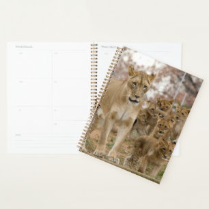 African Lion Cubs with Mother Planner