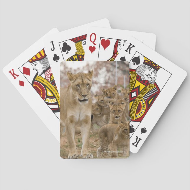 African Lion Cubs with Mother Playing Cards (Back)