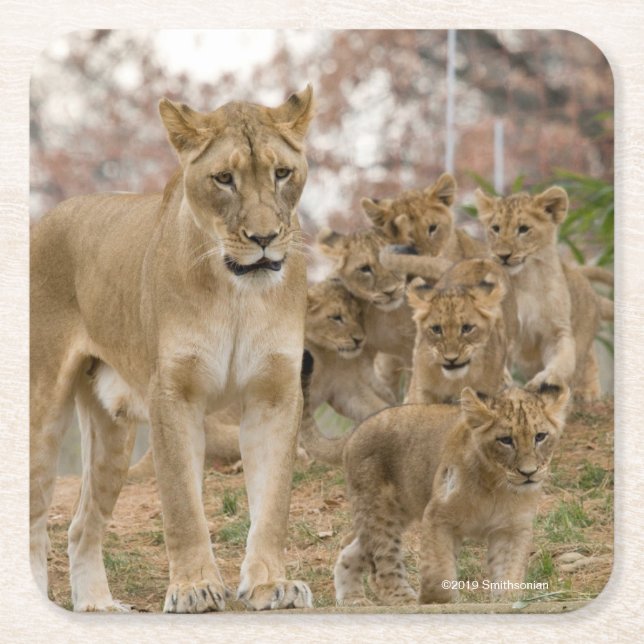 African Lion Cubs with Mother Square Paper Coaster (Front)