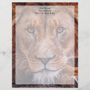 African Lion Custom Letterhead