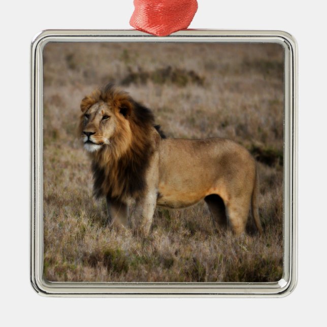 African Lion in Grass Metal Tree Decoration (Front)