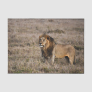 African Lion in Grass Tissue Paper