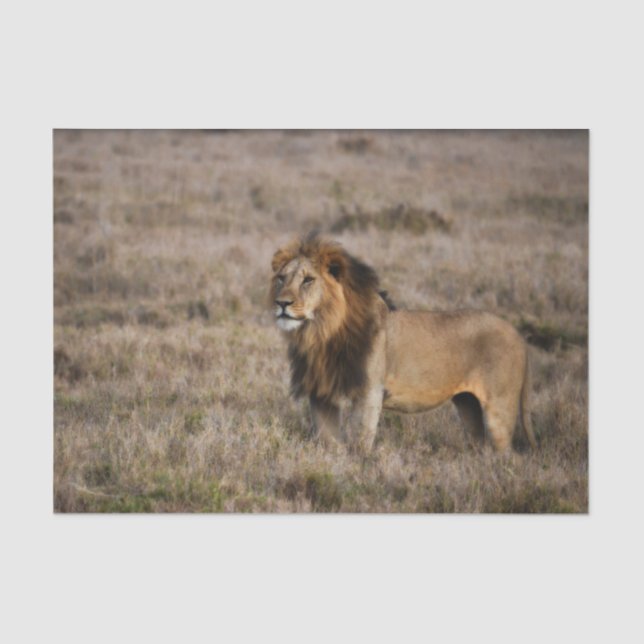African Lion in Grass Tissue Paper (Front)