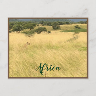 African Lion in Kenya Africa Postcard