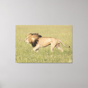 African Lion in the Savanna Wrapped Canvas Print