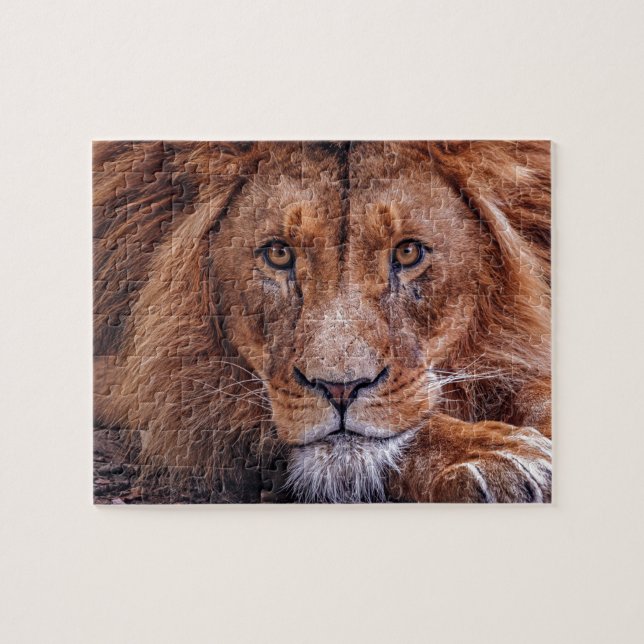 African Lion Jigsaw Puzzle (Horizontal)