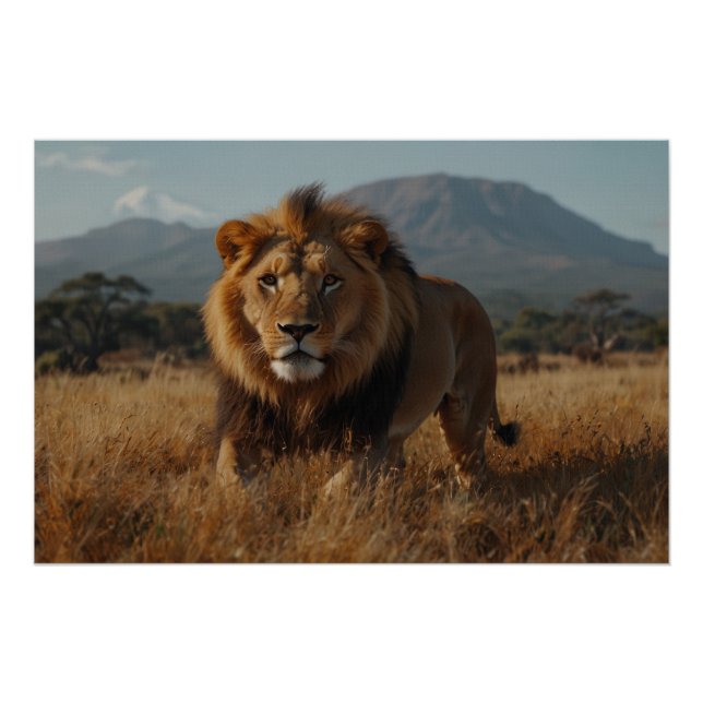 African Lion & Kilimanjaro Poster (Front)