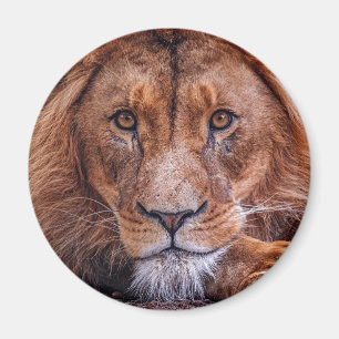 African Lion Magnet