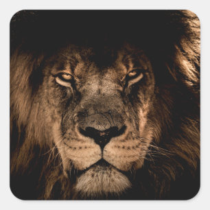 african lion mane close eyes square sticker