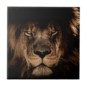 african lion mane close eyes tile