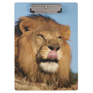 African Lion (Panthera Leo), African savannah Clipboard