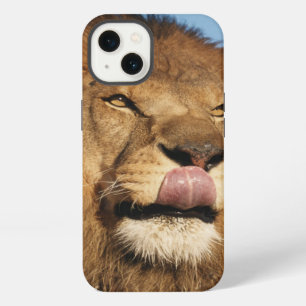 African Lion (Panthera Leo), African savannah iPhone 13 Case