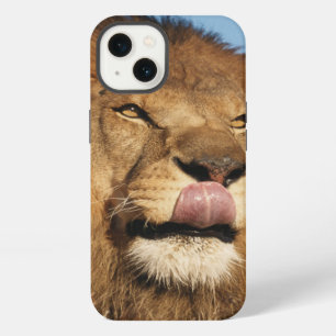 African Lion (Panthera Leo), African savannah iPhone 13 Case
