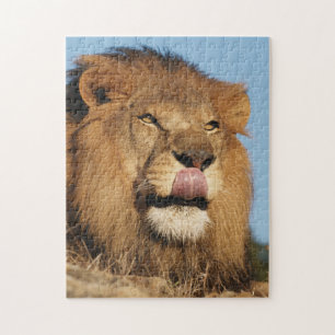 African Lion (Panthera Leo), African savannah Jigsaw Puzzle