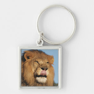 African Lion (Panthera Leo), African savannah Key Ring