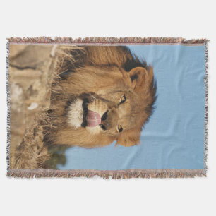 African Lion (Panthera Leo), African savannah Throw Blanket