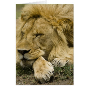 African Lion, Panthera leo, laying down asleep