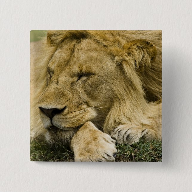 African Lion, Panthera leo, laying down asleep 15 Cm Square Badge (Front)