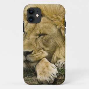 African Lion, Panthera leo, laying down asleep iPhone 11 Case